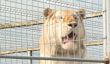 Skandalas Klaipėdos zoologijos sode: dalis gyvūnų nepriežiūrimi, netinkamai šeriami Skandalas Klaipėdos zoologijos sode: dalis gyvūnų nepriežiūrimi, netinkamai šeriami