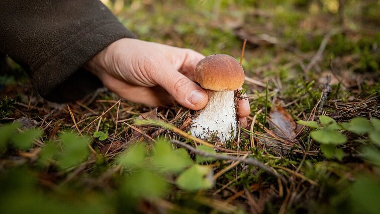 Gamtininkas: grybams tas pats, juos pjaunam ar raunam, svarbiausia nepažeisti grybienos