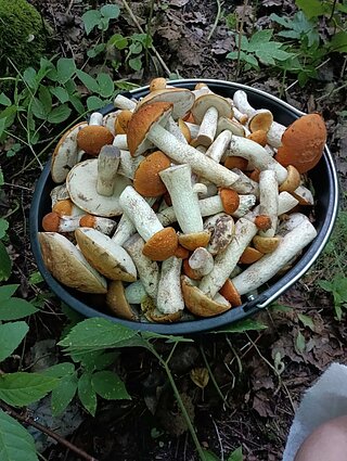 Agnės laimikis Šiaulių rajone Agnės laimikis Šiaulių rajone