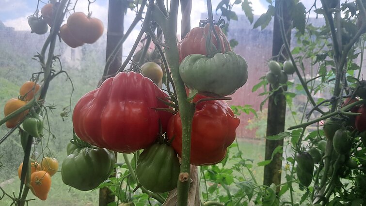 „Tomato Chrysanthemum“ „Tomato Chrysanthemum“