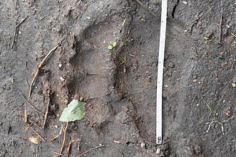 Suaugusio rudojo lokio priekinės pėdos pėdsakas