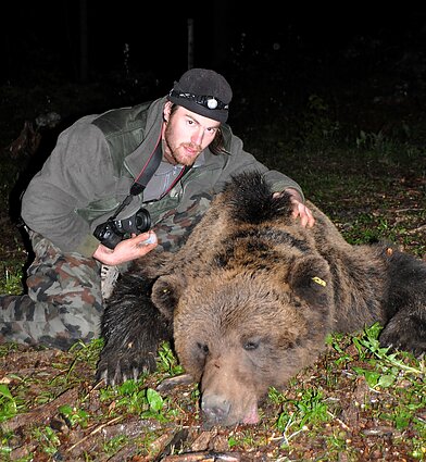 Mokslininkas Miha Krofelis prie užmigdyto lokio. Lokį Slovėnijos mokslininkai užmigdė siekdami ištirti jo judėjimą su GPS antkakliu.