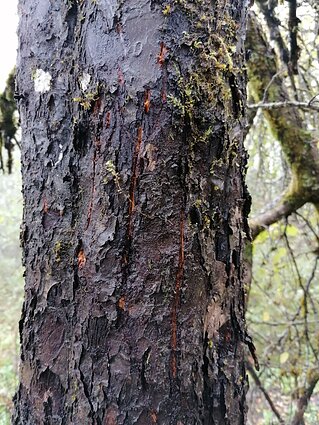 Lokio nagų įbrėžimai ant medžio kamieno