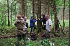 Latvijos valstybinio miškų tyrimo instituto „Silava“ mokslininkai įrengia specialius spąstus lokio plaukams. Pirmas iš dešinės – J. Uozuolinis