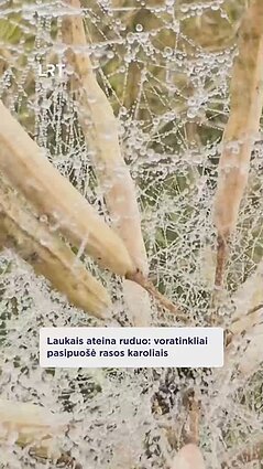 Voratinkliai pasipuošę rasos karoliais
