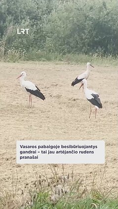 Kodėl laukuose būriuojasi daugybė gandrų?