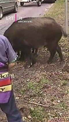 2000 m. reportažas apie itin mielą reiškinį Neringoje