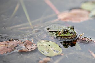 Pelkė Pelkė