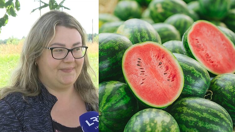 Arbūzų augintoja nusivylusi: gerai, jei patys pavalgysim, nes parduoti net nesvajojam