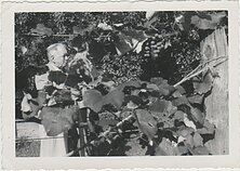 Vincas Mickevičius-Krėvė tarp vynuogienojų Vincas Mickevičius-Krėvė tarp vynuogienojų