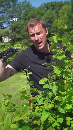 Kaip tinkamai genėti skroblo gyvatvorę?