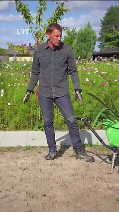 Kaip teisingai persodinti jukas?