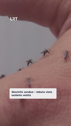 Nors ruduo jau įsibėgėja – uodai vis dar itin aktyvūs. Kodėl?