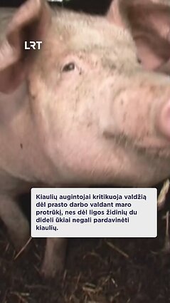 Didieji kiaulių augintojai prašo griežtinti reikalavimus smulkiems ūkiams