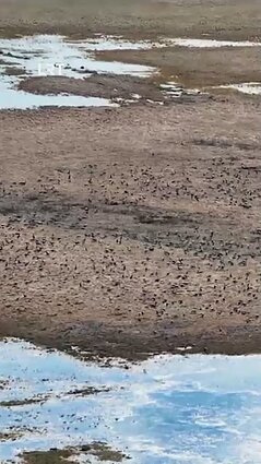 Žąsis stebėjęs Čepulis: jas esame nuvertinę