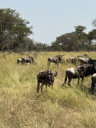 Tanzanija