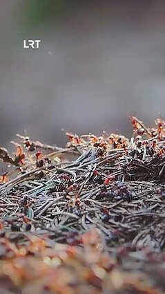 Ar žinote, kad skruzdės purškia rūgštį?