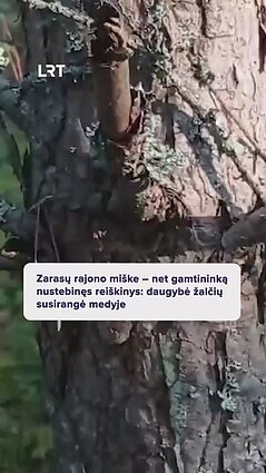 Zarasų rajono miške – net gamtininką nustebinęs reiškinys