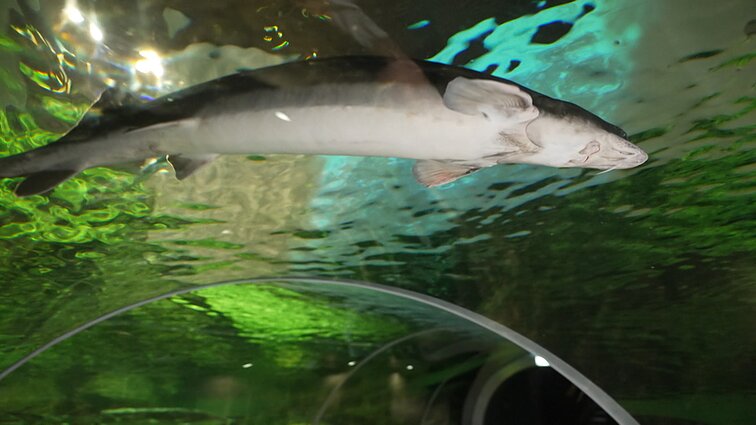 Морской музей Литвы