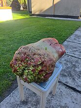 Didžiulis pašarinis runkelis iš Kybartų Didžiulis pašarinis runkelis iš Kybartų
