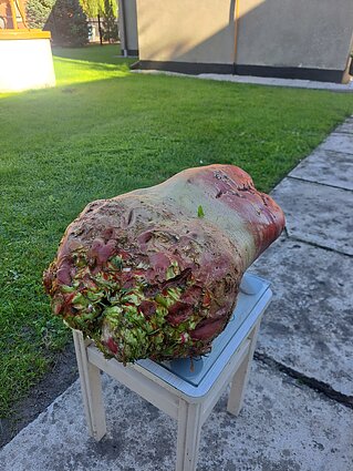 Didžiulis pašarinis runkelis iš Kybartų Didžiulis pašarinis runkelis iš Kybartų