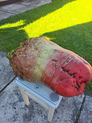 Didžiulis pašarinis runkelis iš Kybartų Didžiulis pašarinis runkelis iš Kybartų