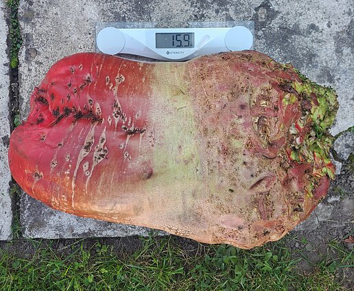 Runkelis iš Kybartų sveria 15,9 kg Runkelis iš Kybartų sveria 15,9 kg