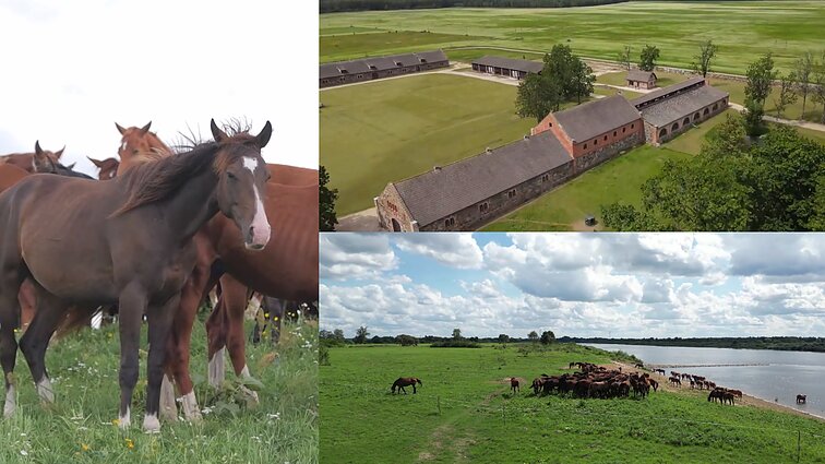 Tempė ne tik vežimus, bet ir civilizaciją: žirgynų veisimo dvarų suklėstėjimo istorija
