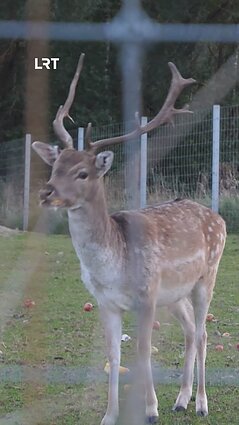 Danieliai: tarp laukinės gamtos ir žmogaus