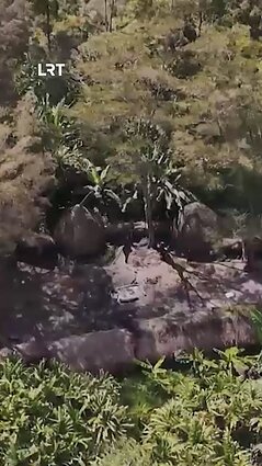 Kaip gyvena Dani gentis, įsikūrusi Naujosios Gvinėjos saloje?