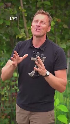 Kaip sodinti česnakines gėles?