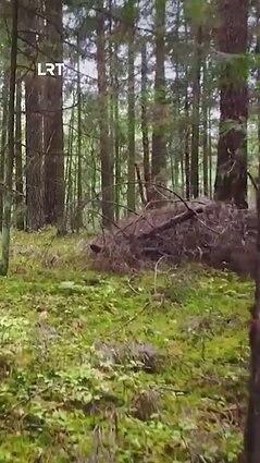 Čepulis: didžioji dalis miškų skirta ne miškams, o lentoms