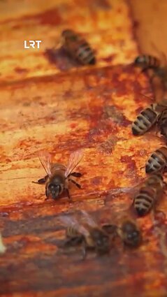 Bitininkas Nauris kaltina ūkininkus dėl mirštančių bičių