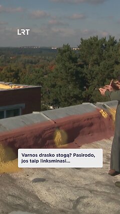 Gyventojai kovoja su jų namo stogą niokojančiomis varnomis