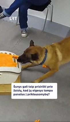 Šunų prisirišimas prie žaislų