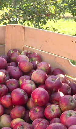 Baigiami skinti lietuviški obuoliai