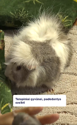 Netikėta terapija: ropliai ir pūkuoti gyvūnai mažina stresą ir nerimą