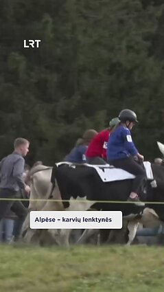 Ar kada teko matyti karvių lenktynes?