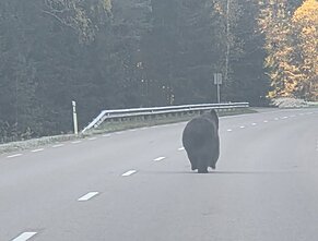 Meška Ignalinos rajone netoli Kazitiškio