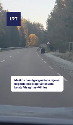 Kelyje Visaginas–Vilnius netoli Kazitiškio pastebėta meška