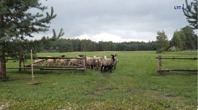 Egidijaus Sipavičiaus avių pulkas