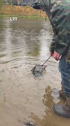 Į Nerį išleista 5 tūkst. aštriašnipių eršketų jauniklių