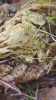 Čepulis: gili užuojauta rupūžių damoms