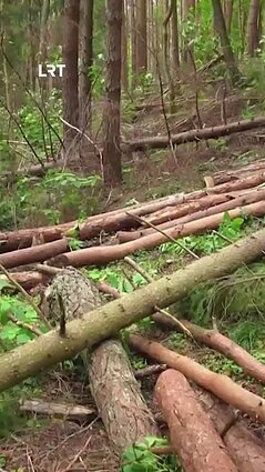 Sveikų medžių kirtimu pasipiktinęs Linas: protu nesuvokiama