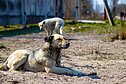 Чернобыльские собаки