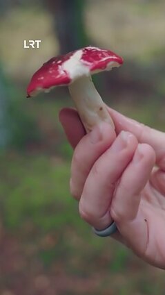 Grybai – vitamino D šaltinis