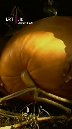 50 kg moliūgas 2001 m. užaugintas Kaune. Bet tai dar toli iki rekordo