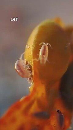 Čepulis: tai mano mylimiausios blusos