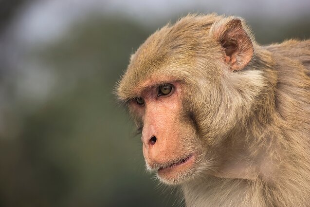 Macaca mulatta beždžionės