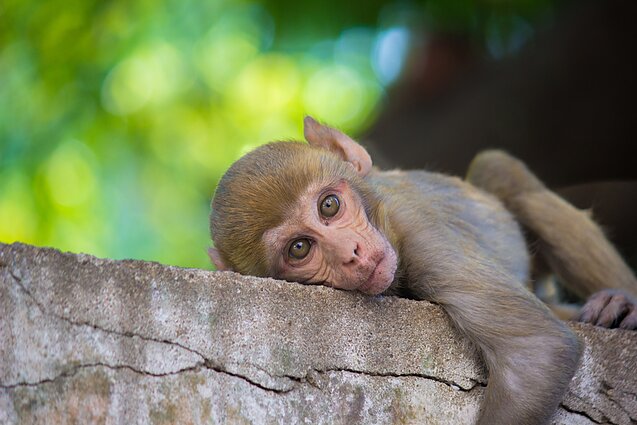 Macaca mulatta beždžionės